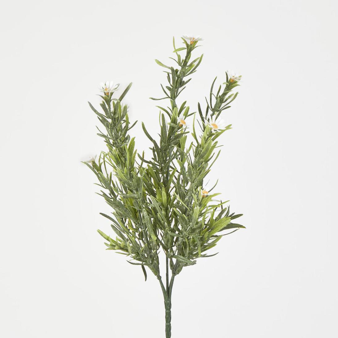 Wild Daisy Bush White