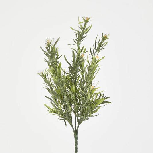 Wild Daisy Bush White
