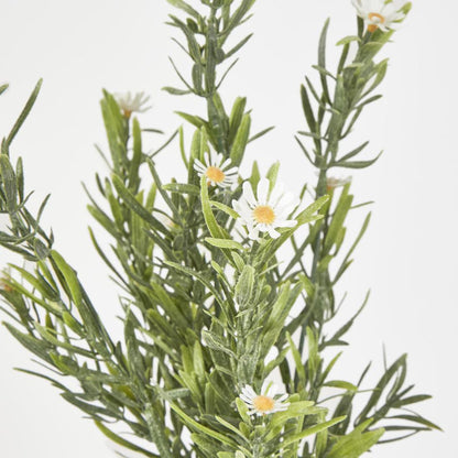 Wild Daisy Bush White