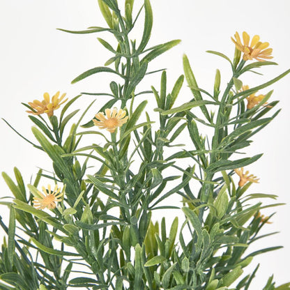 Wild Daisy Bush Yellow