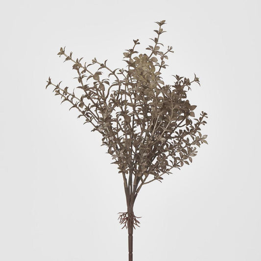 Wild Ruscus Bush Brown