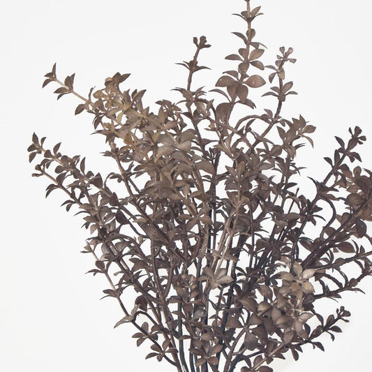 Wild Ruscus Bush Brown