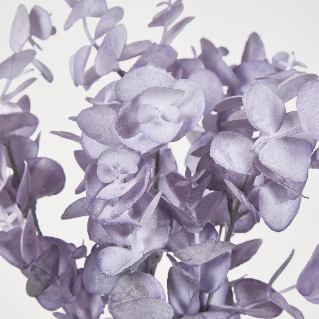 Eucalyptus Bush Purple