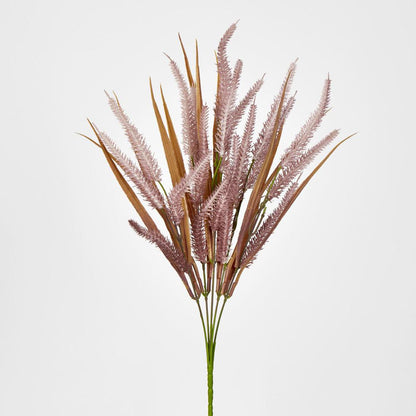 Pampas Grass Bush Purple