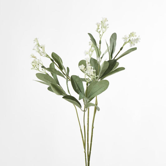 Wild Baby's Breath Bush