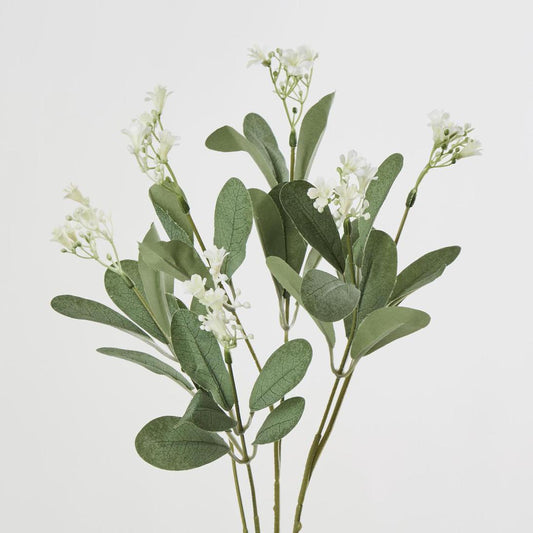 Wild Baby's Breath Bush