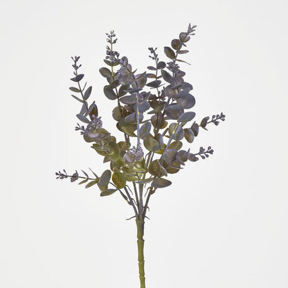 Eucalyptus Bush Purple