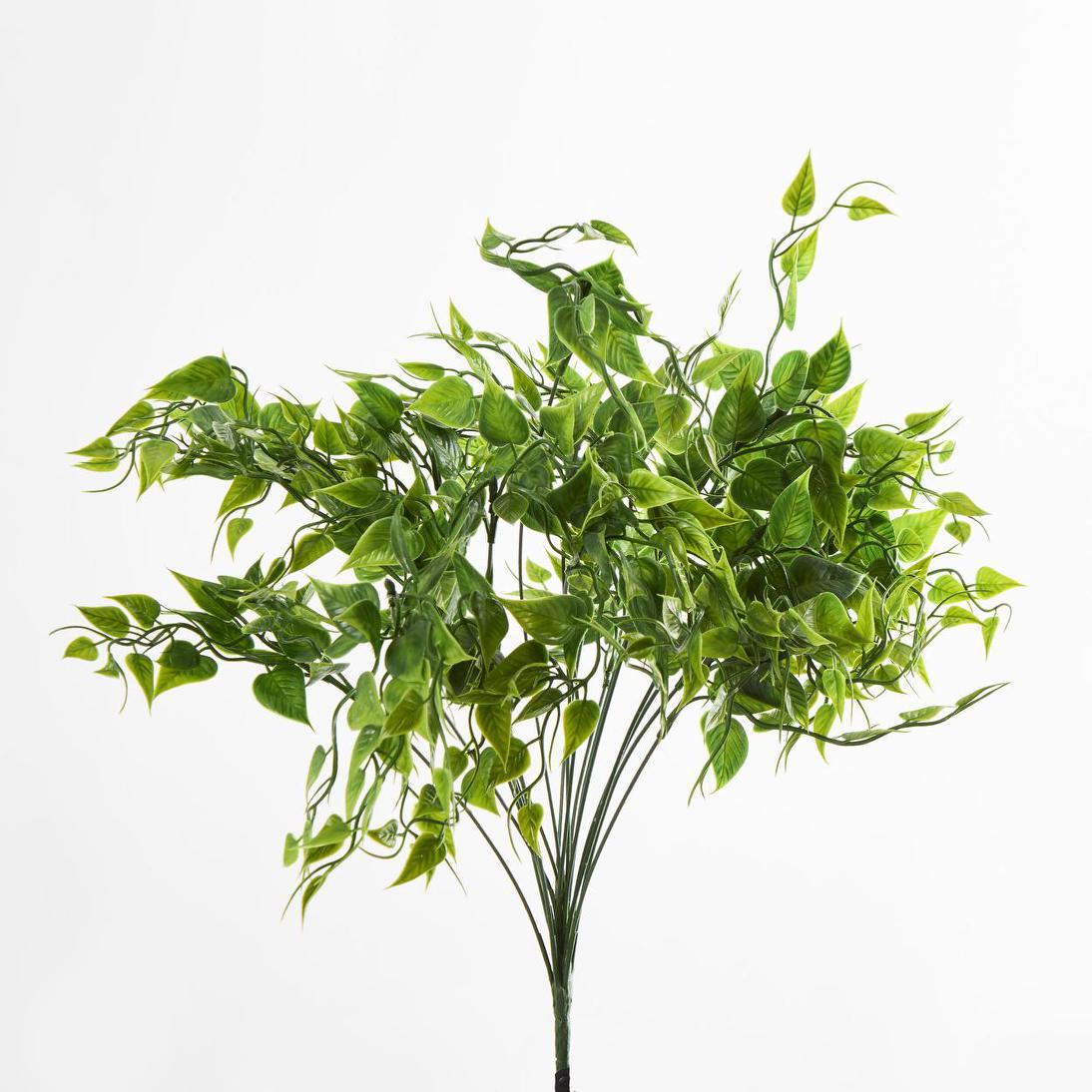 Ruscus Bush Green