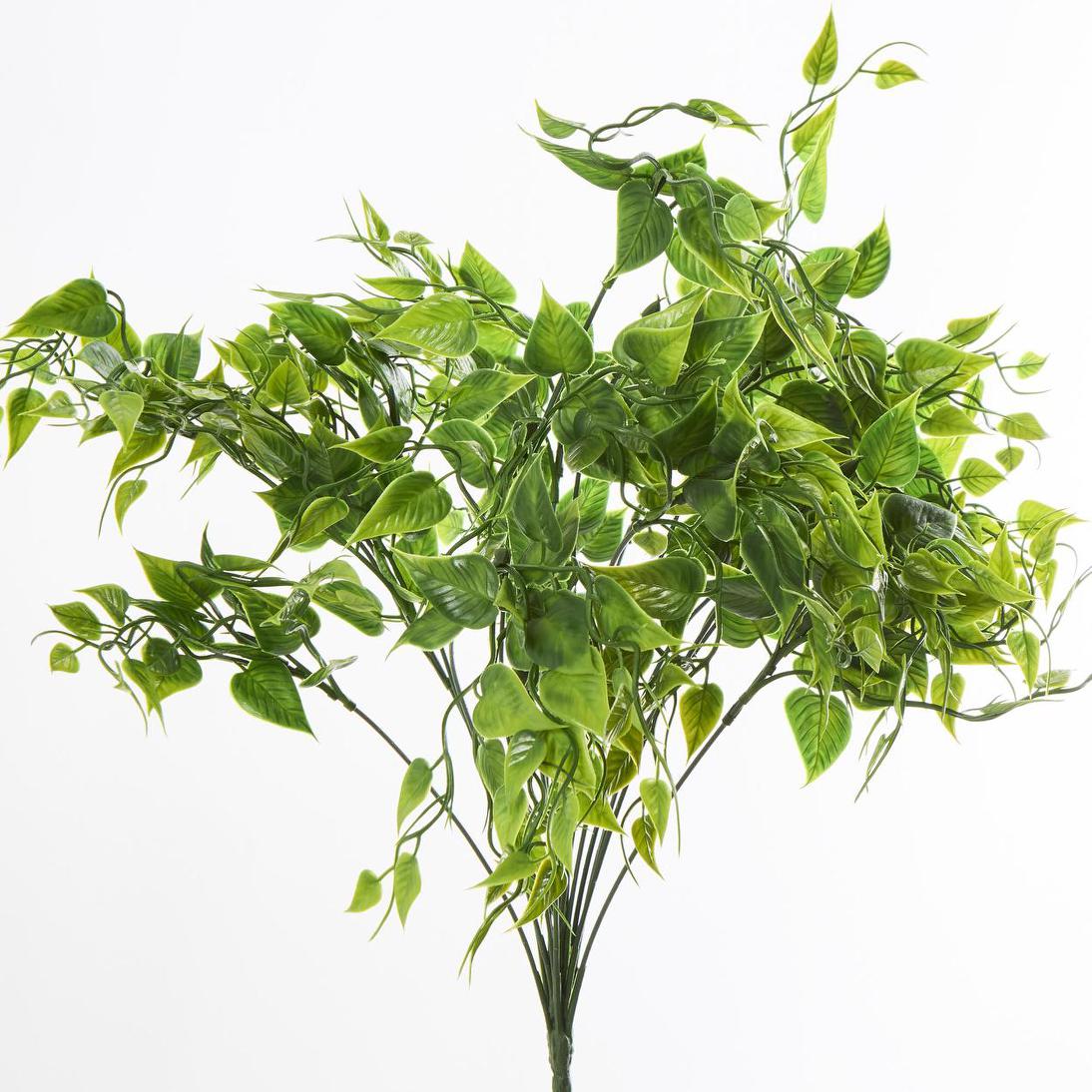 Ruscus Bush Green
