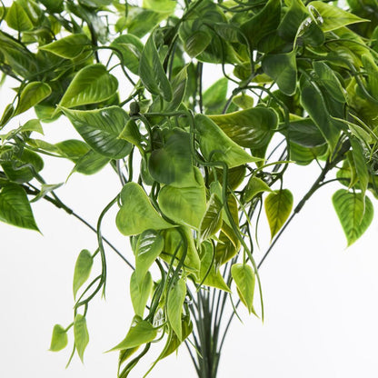 Ruscus Bush Green