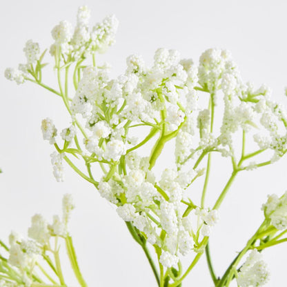 Baby's Breath Spray White