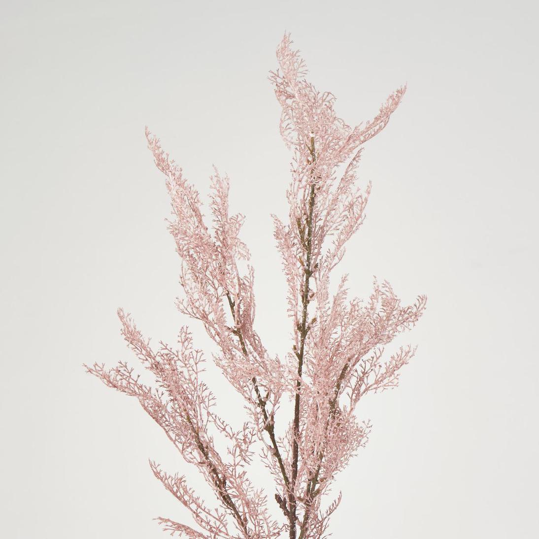 Pampas Grass Bush Pink
