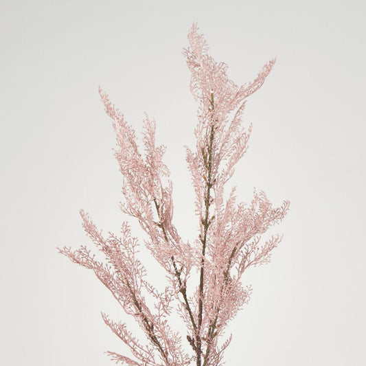 Pampas Grass Bush Pink
