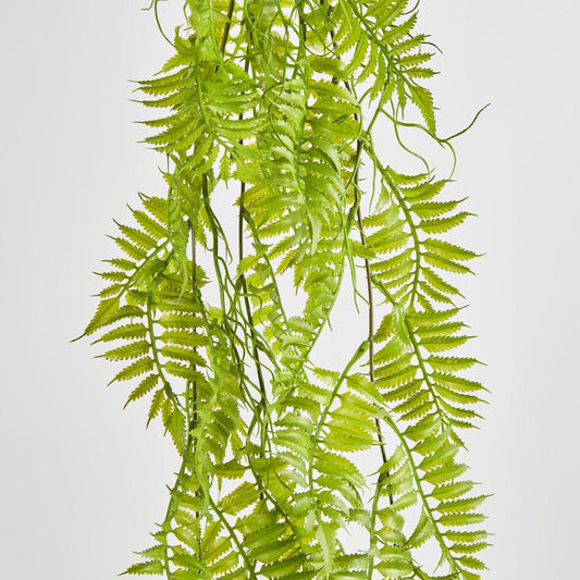 Hanging Fern Green