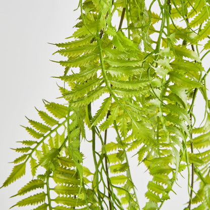 Hanging Fern Green