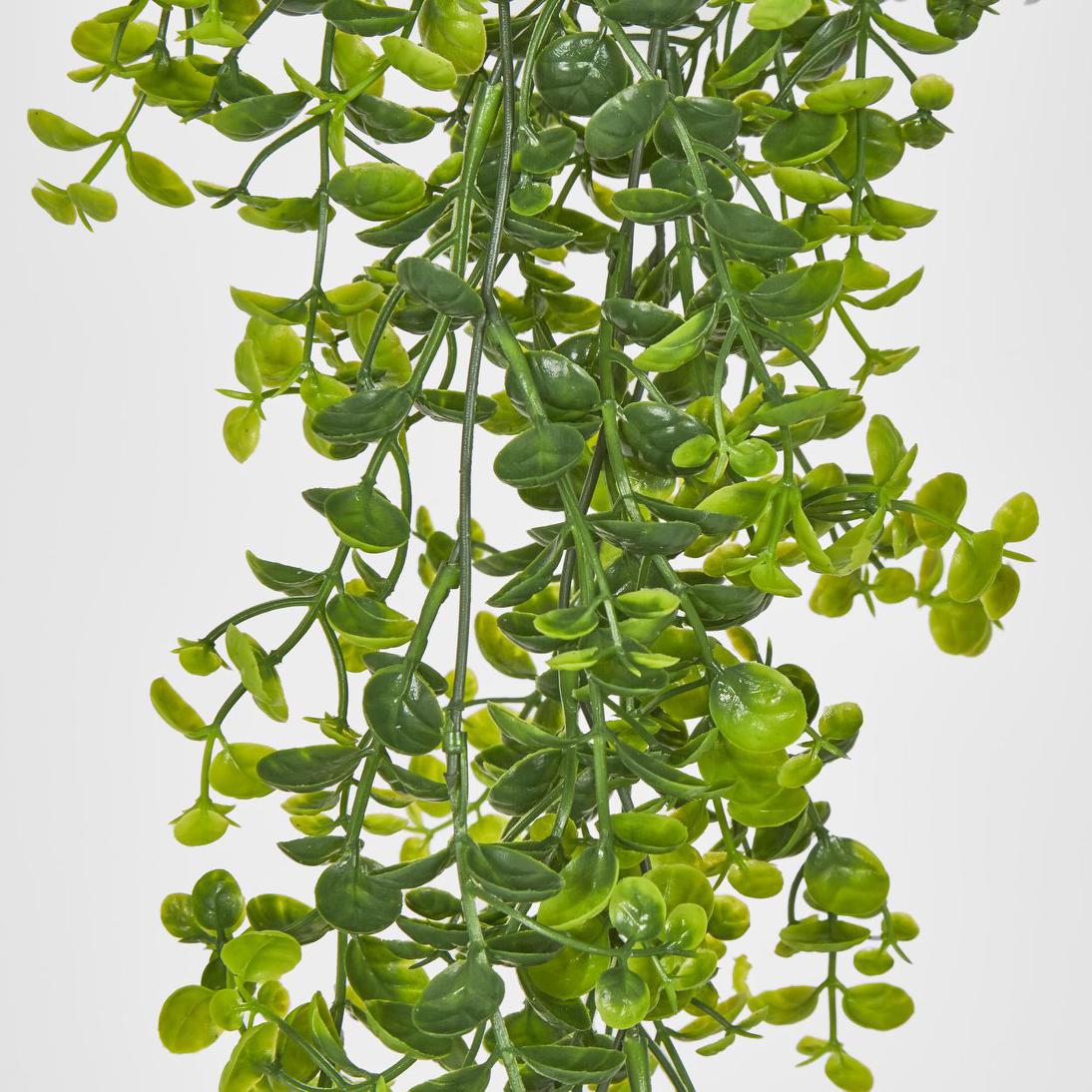 Hanging Buxus Greenery