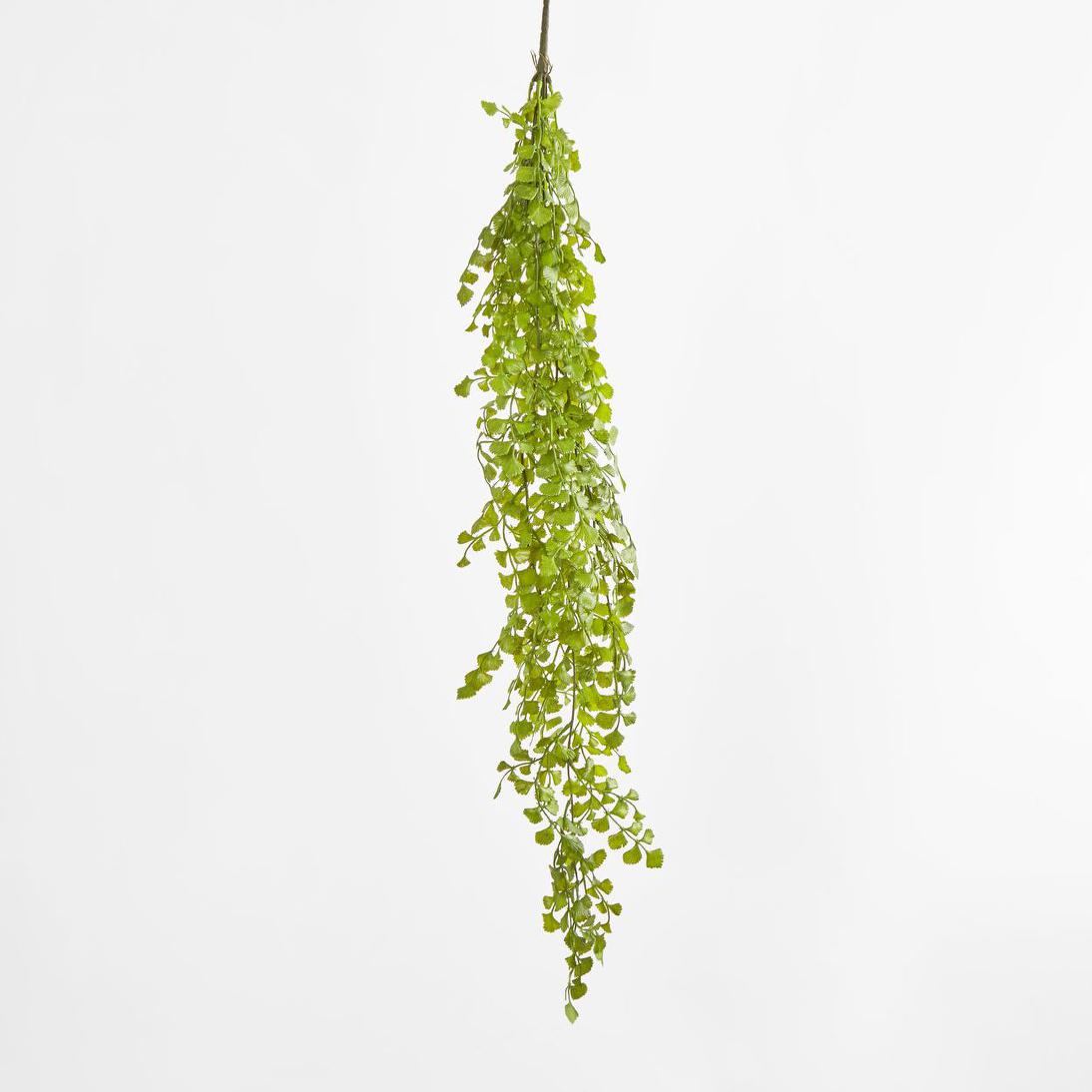 Button Hanging Fern