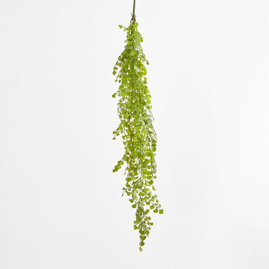 Button Hanging Fern