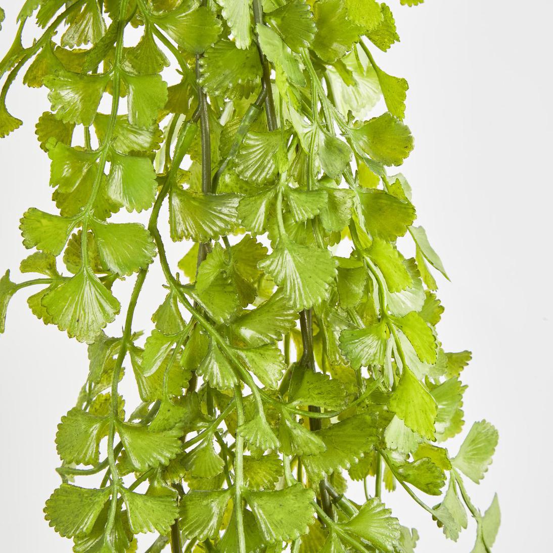 Button Hanging Fern