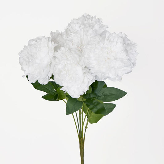 Peony Bush x 7 White