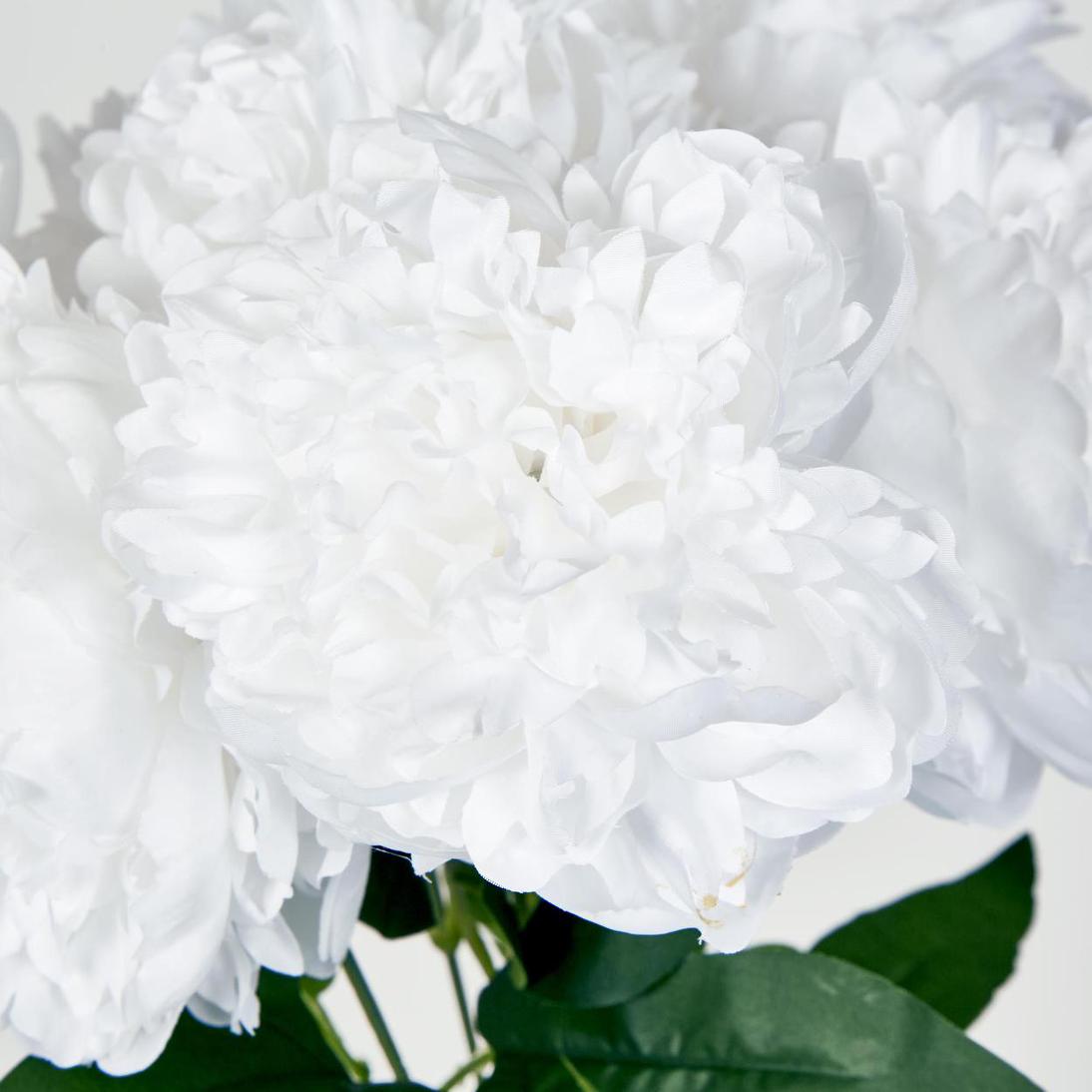 Peony Bush x 7 White