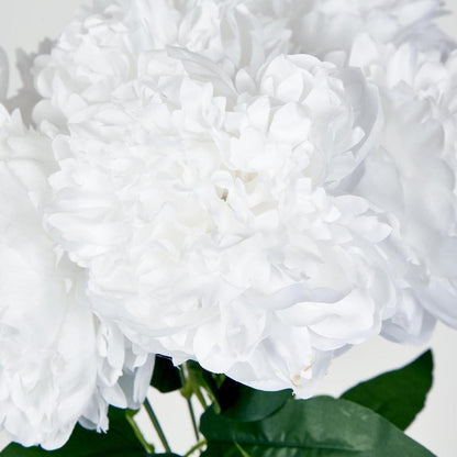 Peony Bush x 7 White