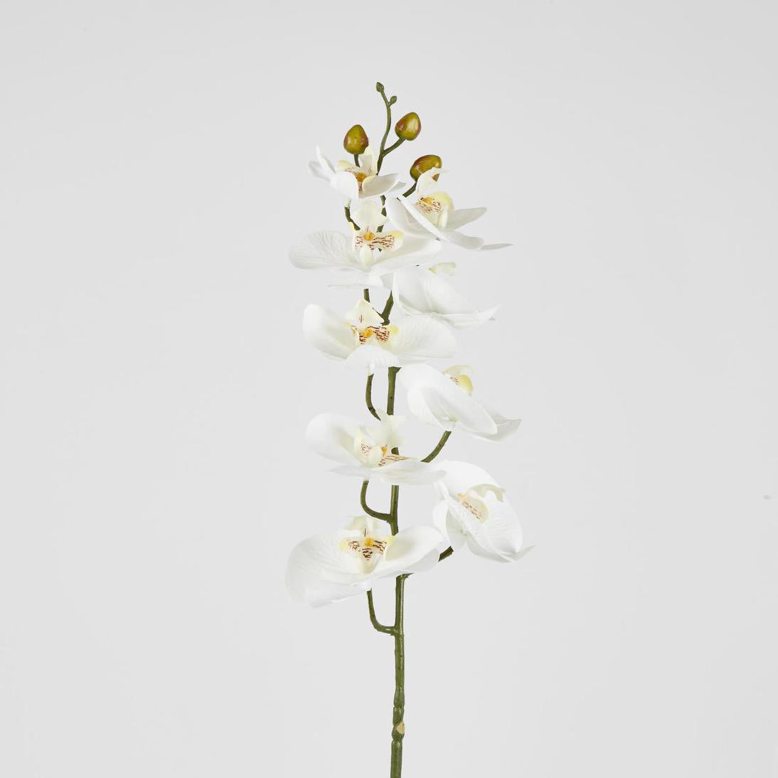 Phalaenopsis Orchid stem White