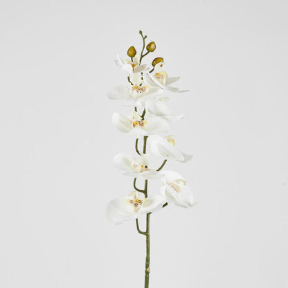 Phalaenopsis Orchid stem White