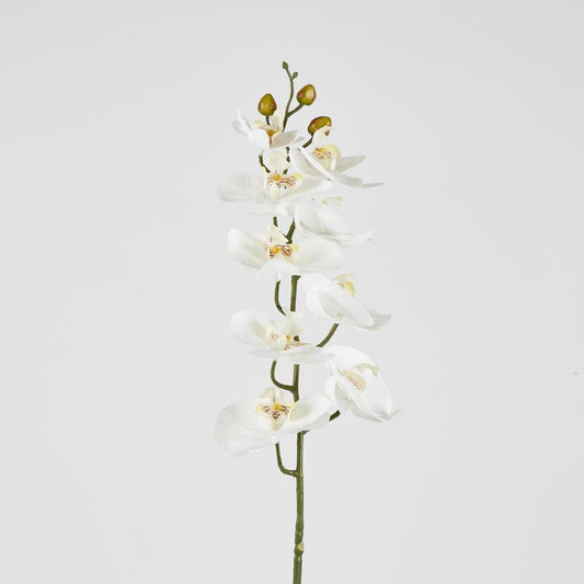 Phalaenopsis Orchid stem White