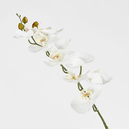 Phalaenopsis Orchid stem White