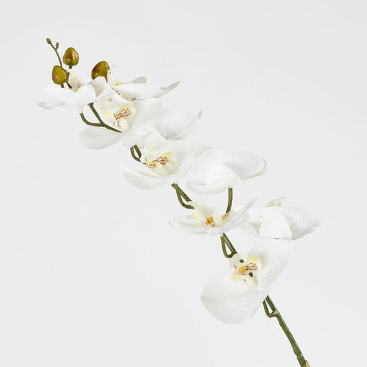 Phalaenopsis Orchid stem White