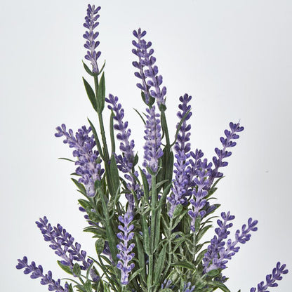 Lavender Bush Dark Purple