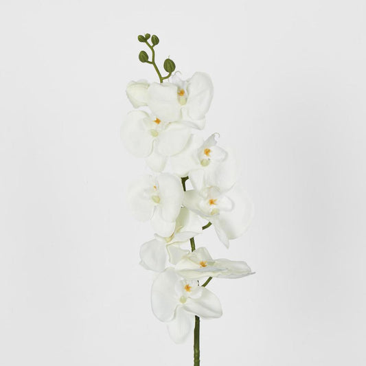 Moth Phalaenopsis Orchid Spray White