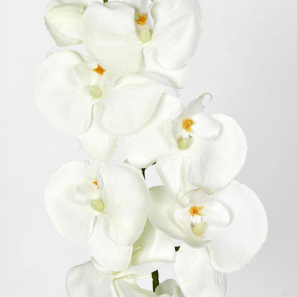 Moth Phalaenopsis Orchid Spray White