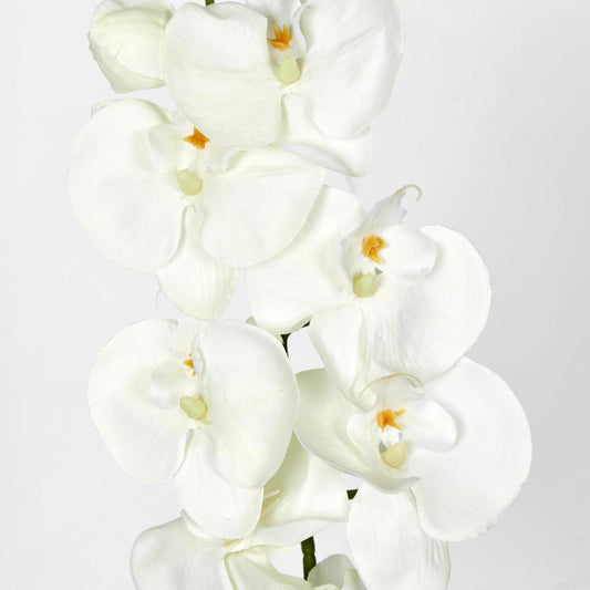 Moth Phalaenopsis Orchid Spray White