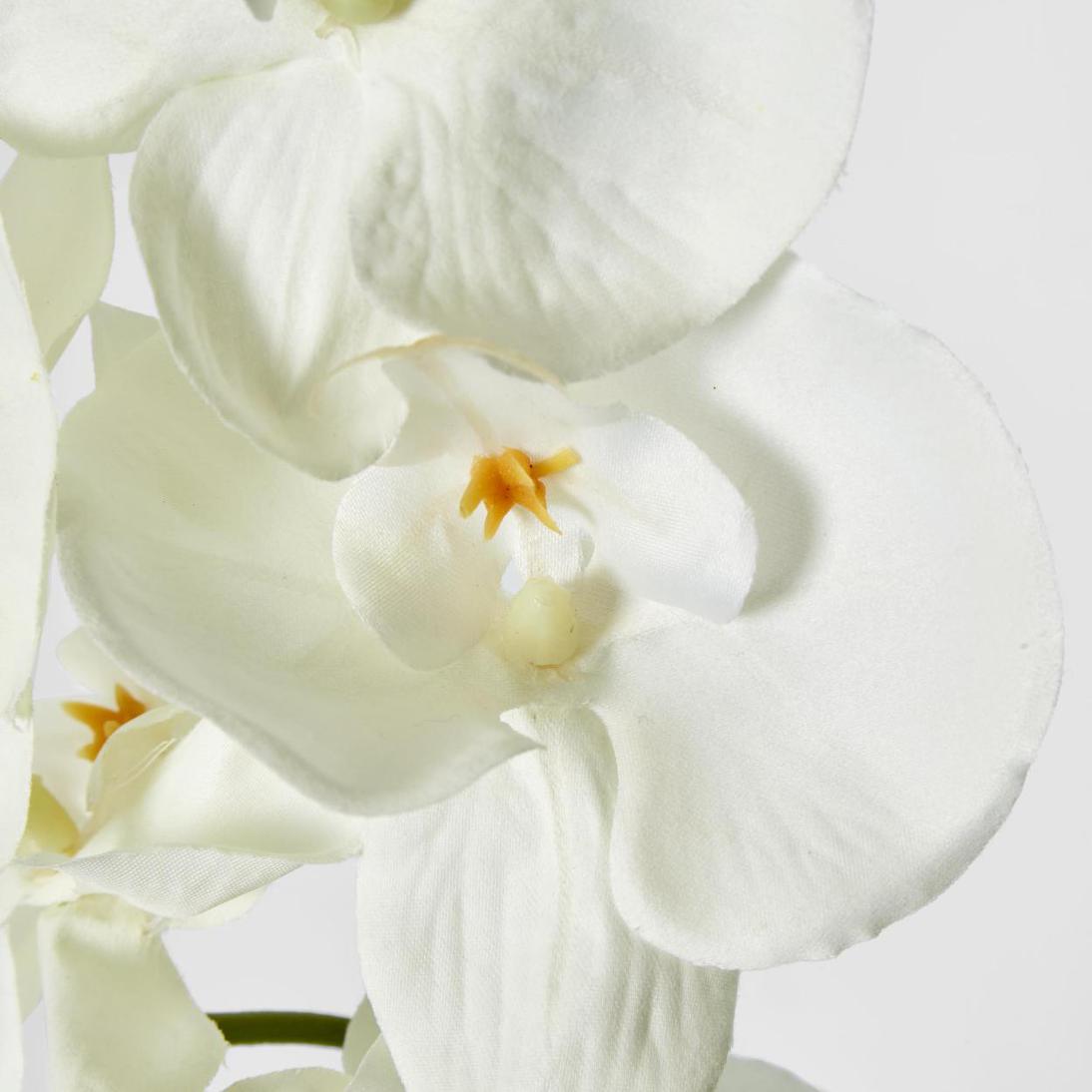 Moth Phalaenopsis Orchid Spray White
