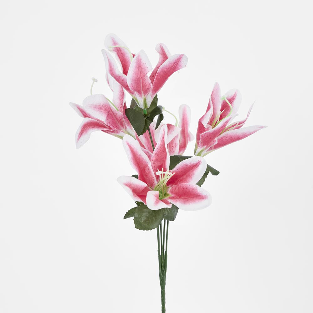 Tiger Lily Bush Asstd Colours Box of 60