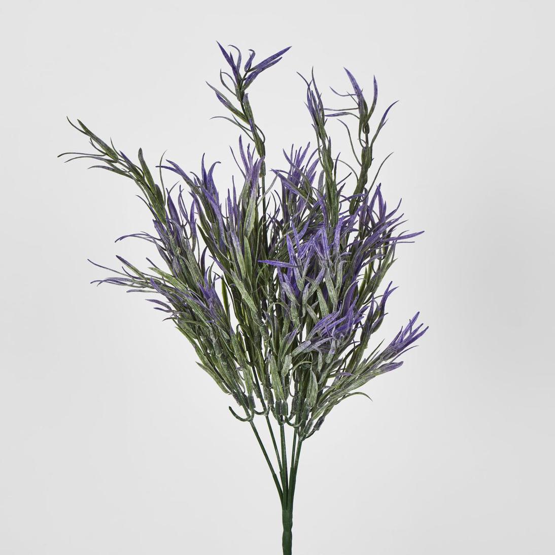 Podocarpus Grass Bush