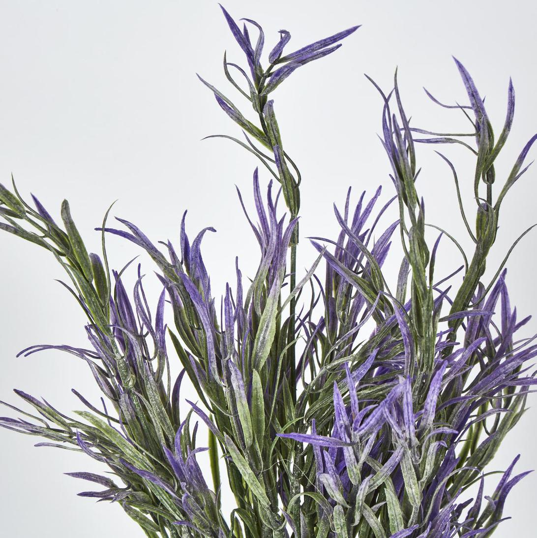 Podocarpus Grass Bush