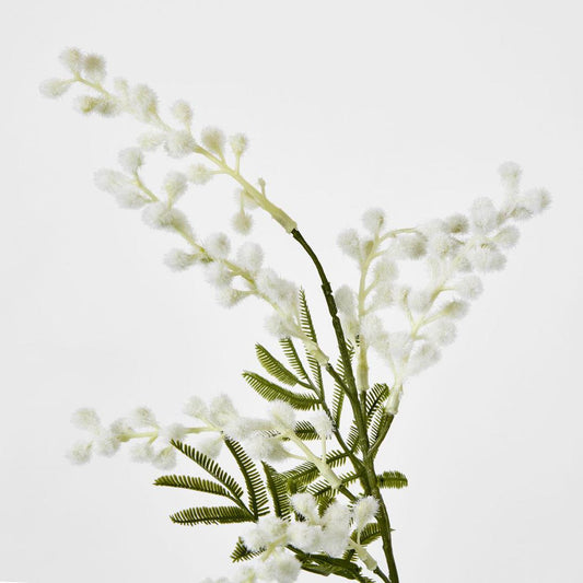 Australian Wattle 85cm White
