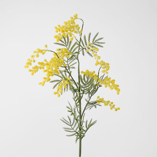 Australian Wattle 85cm Yellow