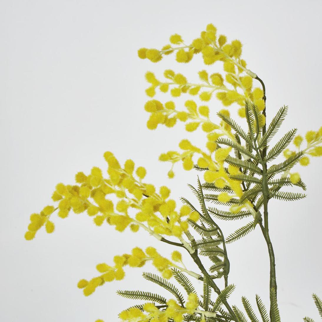 Australian Wattle 85cm Yellow