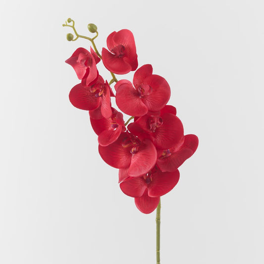 Phalaenopsis Orchid Red