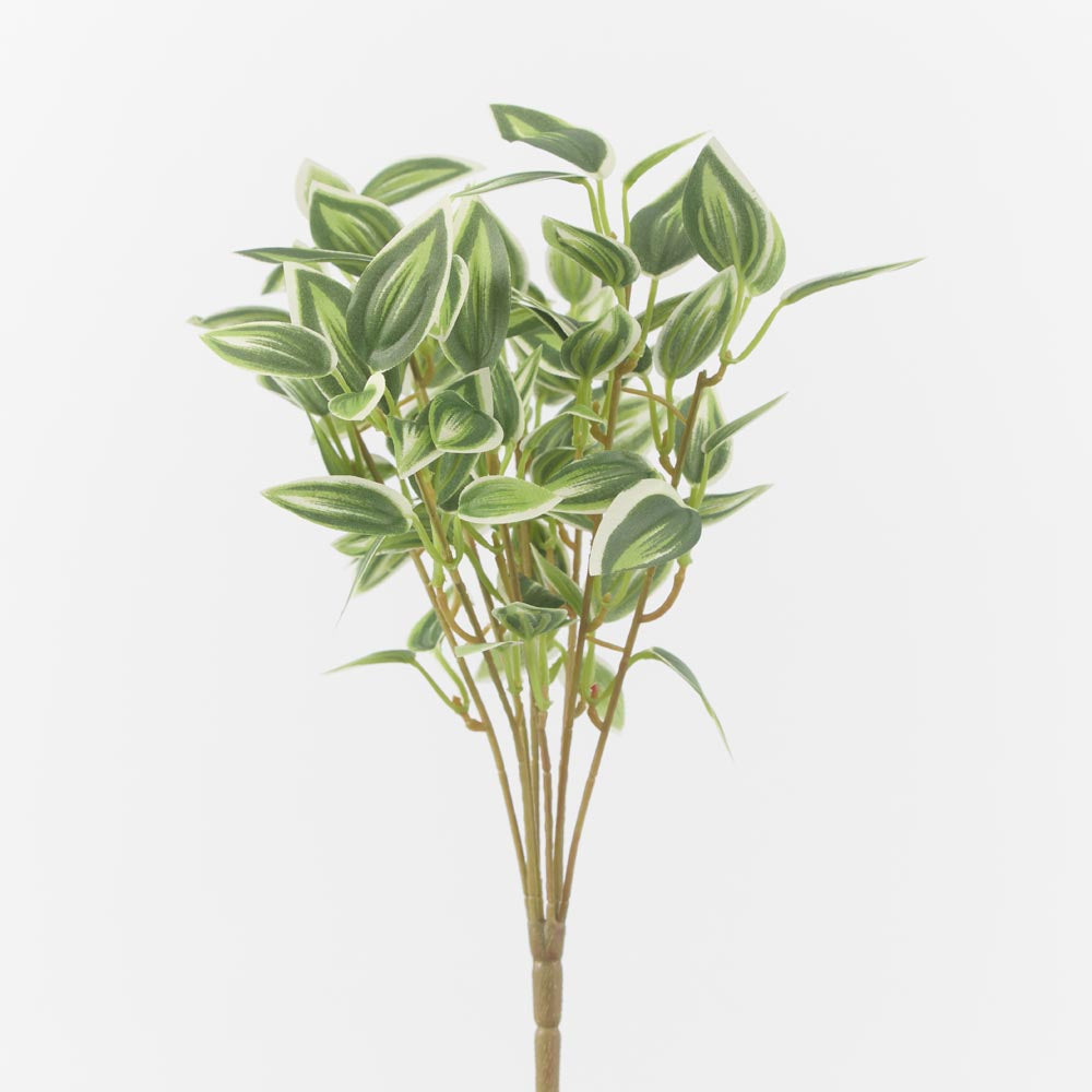 Wandering Jew Bush Green