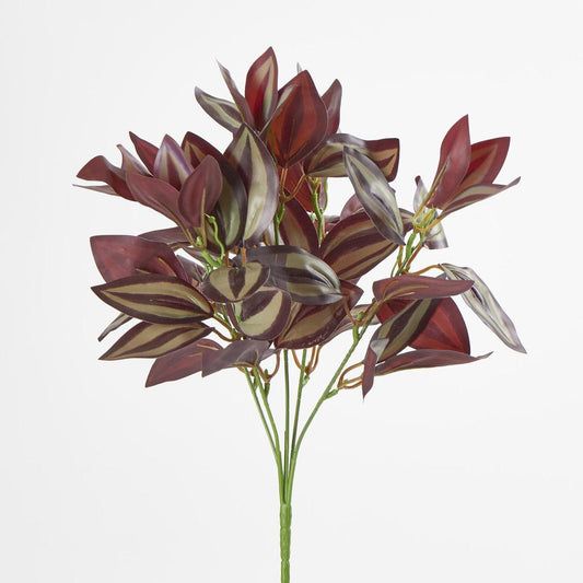 Wandering Jew Bush Purple