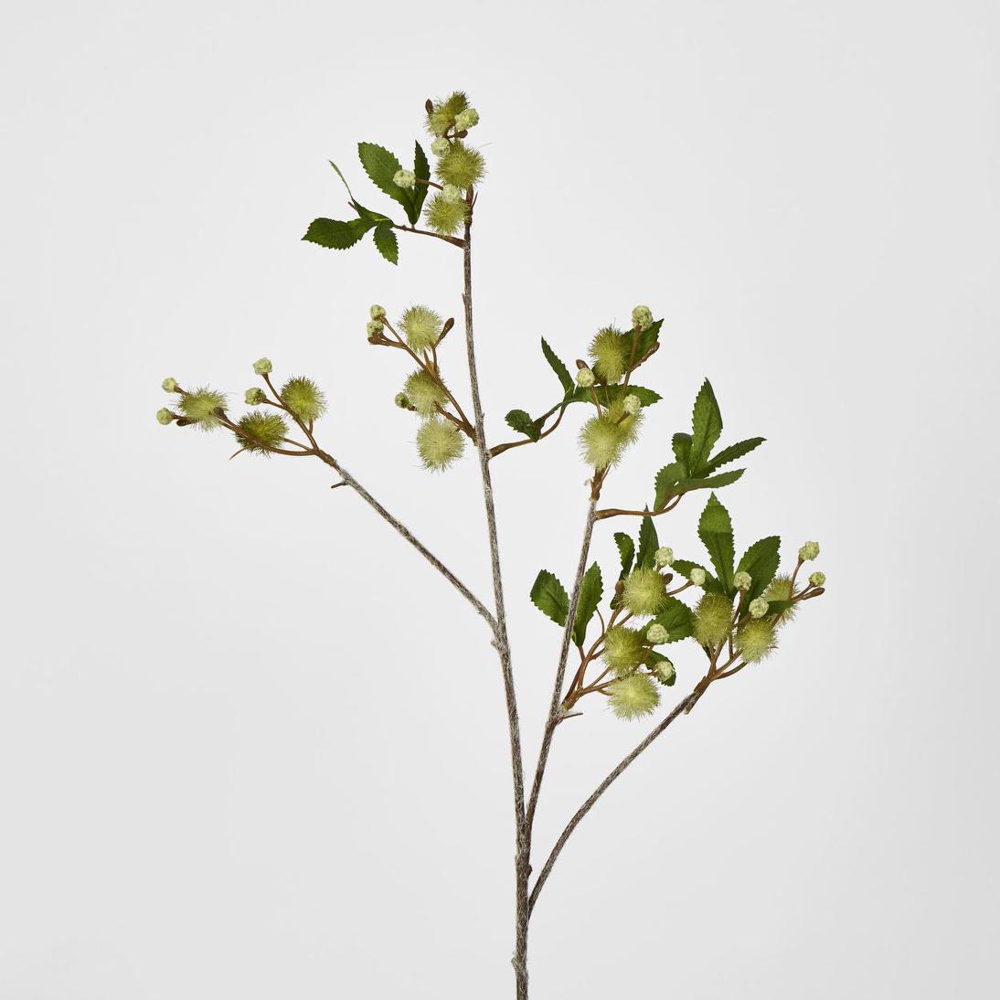 Blackwood Wattle 85cm Green