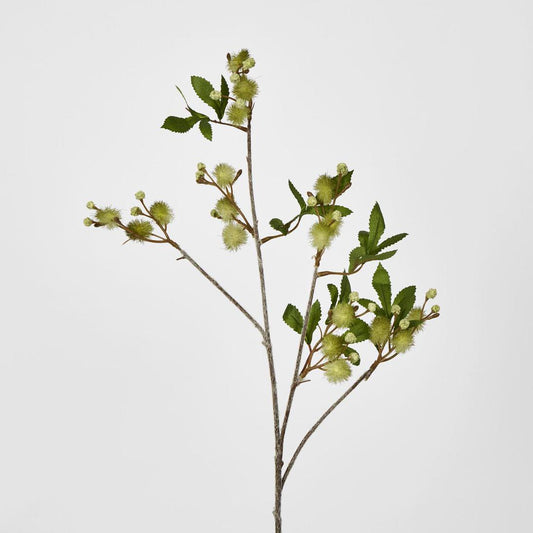 Blackwood Wattle 85cm Green