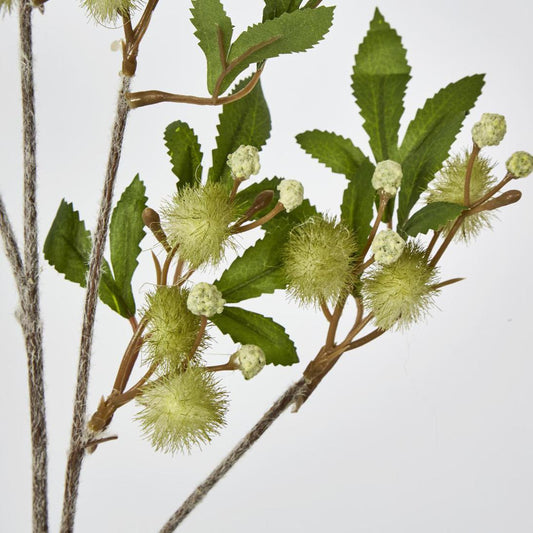 Blackwood Wattle 85cm Green