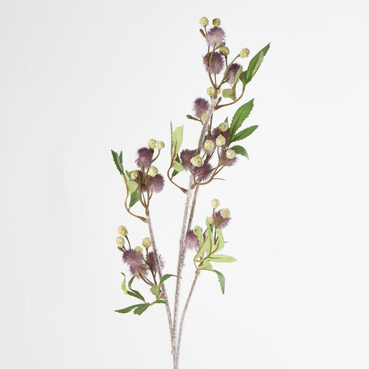 Blackwood Wattle 85cm Purple