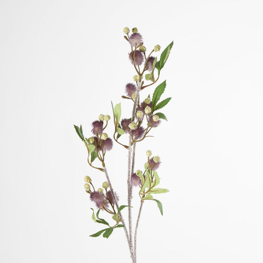 Blackwood Wattle 85cm Purple